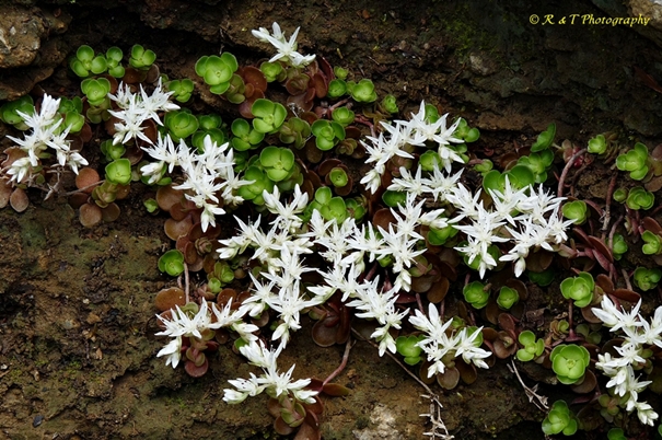 {Sedum ternatum}
